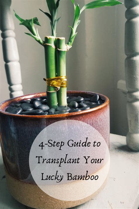 how to transplant bamboo|transplanting bamboo plants in containers.